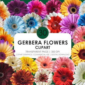 30 Gerbera bloem clipart| Gerbera Madeliefje| Lentebloem| Gerberabloem PNG| Kleurrijke Grbers| Realistisch Clipart| Bloemafbeeldingen