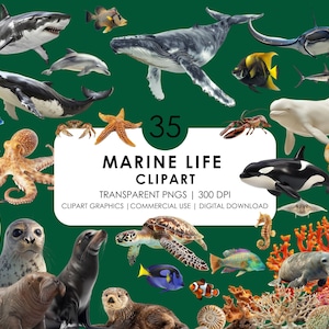 35 Realistic Marine Life Cliparts| Sea Creatures Clipart PNG Bundle| Orca, Wale, Octopus, Penguin, Turtle, Ocean Animals| Animal Graphics