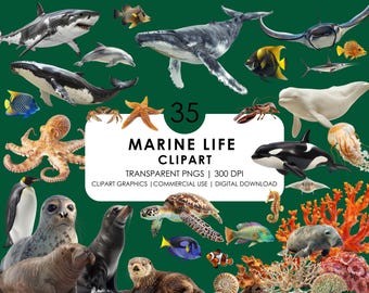 35 Realistic Marine Life Cliparts| Sea Creatures Clipart PNG Bundle| Orca, Wale, Octopus, Penguin, Turtle, Ocean Animals| Animal Graphics