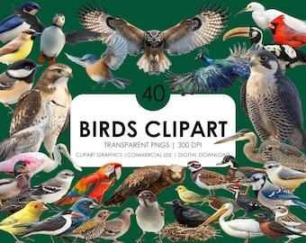 40 Realistic Birds Clipart| Cute birds| Birds Clipart Bundle| Bird Graphics| Birds Png| Colorful Birds| Instant download for commercial use