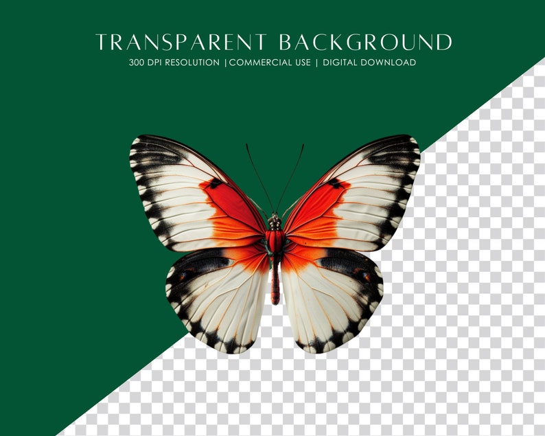 May include: A white butterfly with black markings and red accents on its wings. The butterfly is isolated against a transparent background.