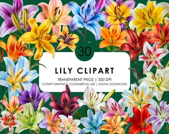 May include: A collection of 30 digital clipart images of lilies in various colors, including white, pink, yellow, orange, red, purple, and blue. The lilies are depicted in a realistic style with intricate details. "30 Lily Clipart" and "Transparent PNGs | 300 DPI" are written in white text on a white rectangle.