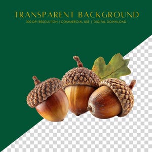 Realistisk höst-ekollon Clipart: Höstskörden PNG-grafik (digital nedladdning) bild 2