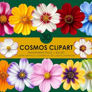 30 Kosmos Clipart | Gartenblumen| Blumenblüte PNG | Realistische Clipart | Kosmos Grafiken | Realistischer Kosmos | Niedliche Blumen | Botanische Schmuckkörbchen