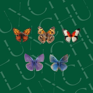 May include: Four butterflies with different wing patterns and colours. A blue butterfly with a purple hue, a blue butterfly with a light blue hue, a brown and orange butterfly, and a red, white and black butterfly.