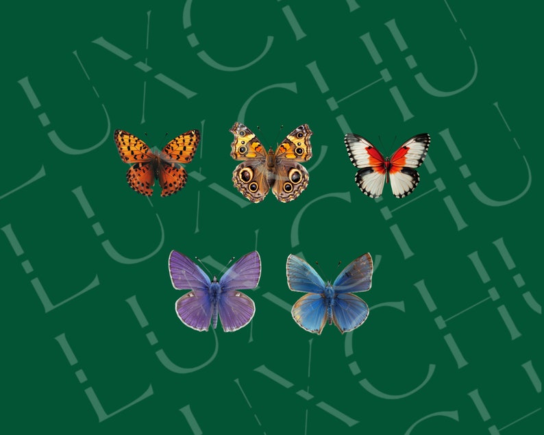 May include: Four butterflies with different wing patterns and colours. A blue butterfly with a purple hue, a blue butterfly with a light blue hue, a brown and orange butterfly, and a red, white and black butterfly.