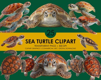 Clipart di tartarughe marine: grafica PNG realistica di animali oceanici (download digitale)