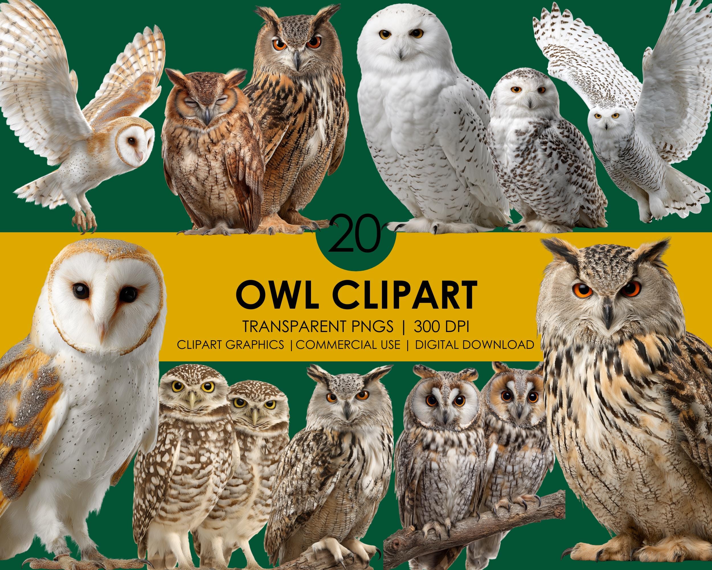 20 Realistic Owl Clipart, Owl, Night Owl PNG, Woodland animal Graphics, Nature Digital Download