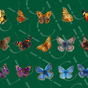 May include: A collection of 15 colourful butterfly illustrations with various wing patterns and colours, including brown, orange, blue, purple, and black.