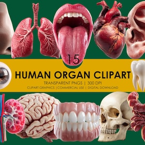 15 menselijke orgel clipart, orgel PNG, anatomie clipart, interne en lichaamsorganen, educatieve clipart, realistische anatomie graphics, lichaamsdelen