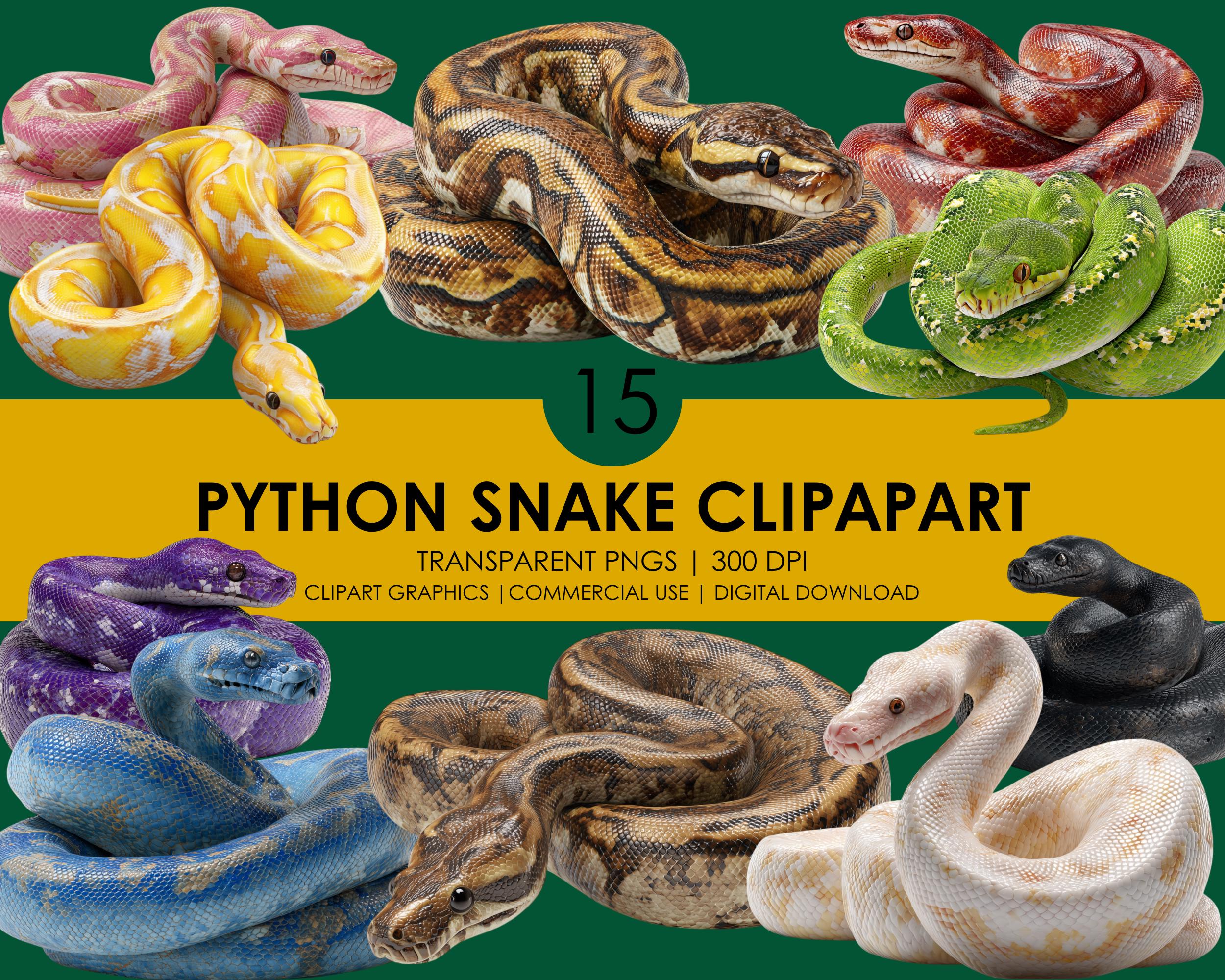 Python Skin Png