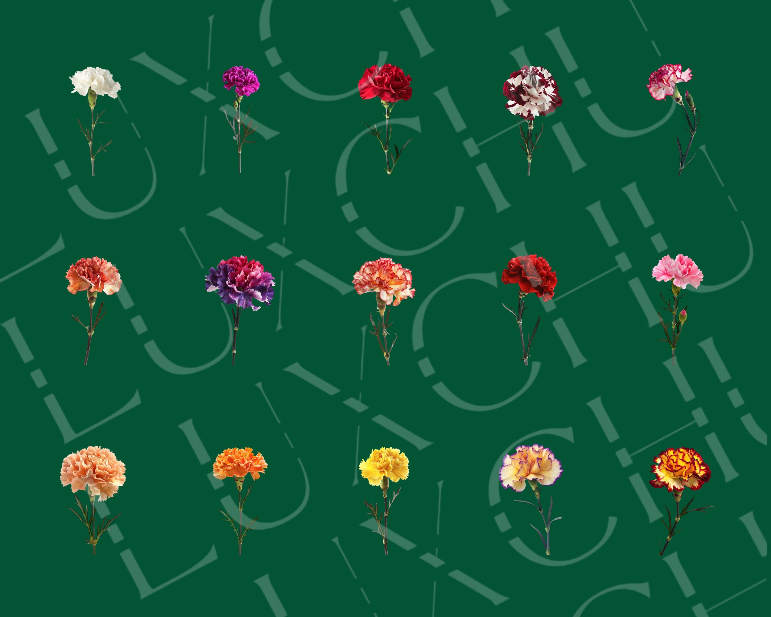 Carnation Flower Clipart: 30 Multicolor Realistic Graphics (digital ...