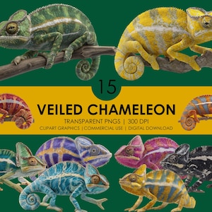 15 Clipart caméléon voilé, caméléon PNG, clipart reptile réaliste, graphisme lézard, animal exotique PNG, clipart faune, clipart Animal