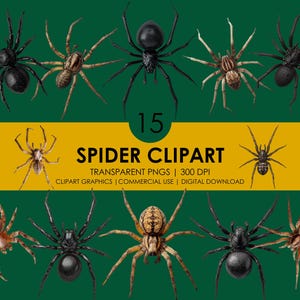 Spider Clipart Set: Realistic Halloween Spider Graphics (Digital Download PNGs)