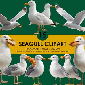15 Seagull Clipart, Realistic Sea Bird PNG, Coastal Birds, Beach Wildlife clipart, Seagull Transparent Background, Realistic clipart