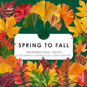 35 Frühling bis Herbst Blätter Clipart| Herbstblatt Clipart| Realistische Clipart| Eiche, Ahorn, Espe, Esche, Amberbaum, Pappel, Ginkgoblätter PNG