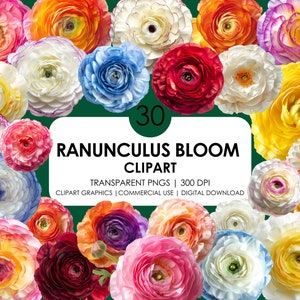 30 Ranunculus Bloom Clipart/ Flores realistas/ Flor de floración/ Clipart de flores/ Ranunculus png/ Clipart floral/ Flores florales de primavera