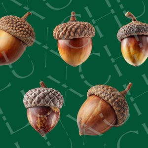 Realistisk höst-ekollon Clipart: Höstskörden PNG-grafik (digital nedladdning) bild 3
