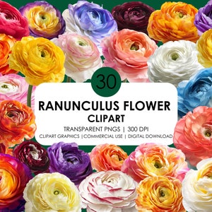 30 Ranunculus Flower Clipart: Transparent PNG Graphics, Realistic clipart (Digital Download)