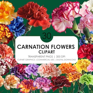30 Anjerbloem Clipart| Veelkleurige anjer| Gestreepte anjer clipart bloem| Anjerbloemafbeeldingen| Botanische realistische clipart