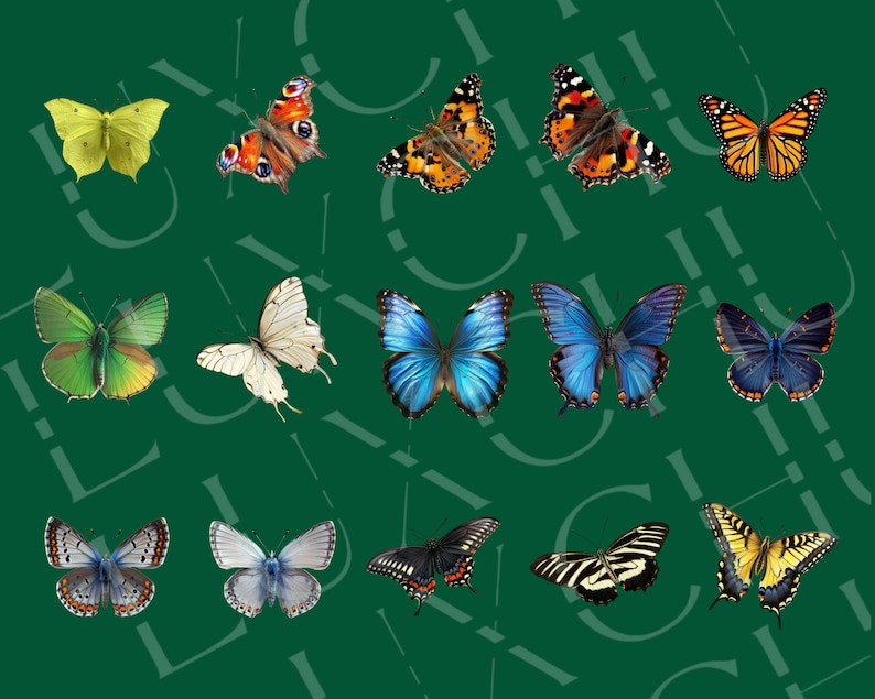 May include: A collection of 12 colourful butterflies with various wing patterns and colours, including blue, green, yellow, orange, and black. The butterflies are arranged in a grid pattern on a green background.