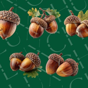 Realistisk höst-ekollon Clipart: Höstskörden PNG-grafik (digital nedladdning) bild 4