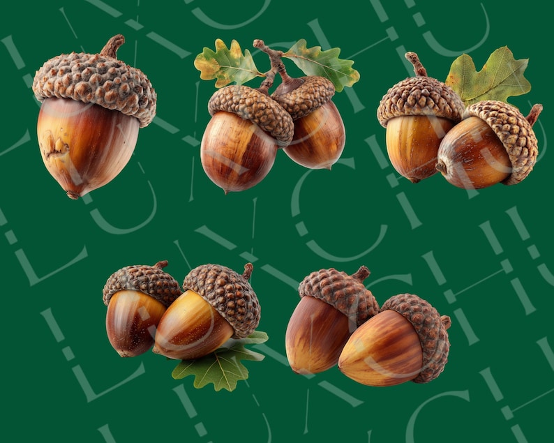 Realistisk höst-ekollon Clipart: Höstskörden PNG-grafik (digital nedladdning) bild 4