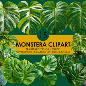 May include: A digital illustration featuring various Monstera leaves in shades of green and white, arranged against a dark green background. The image includes the text "15 MONSTERA CLIPART" and details about the graphics.