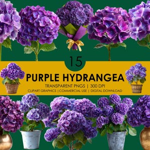 15 lila Hortensie Clipart, Hortensie PNG, lila Blume Clipart, botanische Png, Blumenbündel, Gartenblumengrafik, realistische Clipart