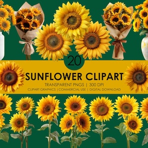 20 imágenes prediseñadas de girasol, girasol PNG, imágenes prediseñadas de flores realistas, imágenes prediseñadas florales amarillas, gráficos de girasol, imágenes prediseñadas botánicas, flores PNG