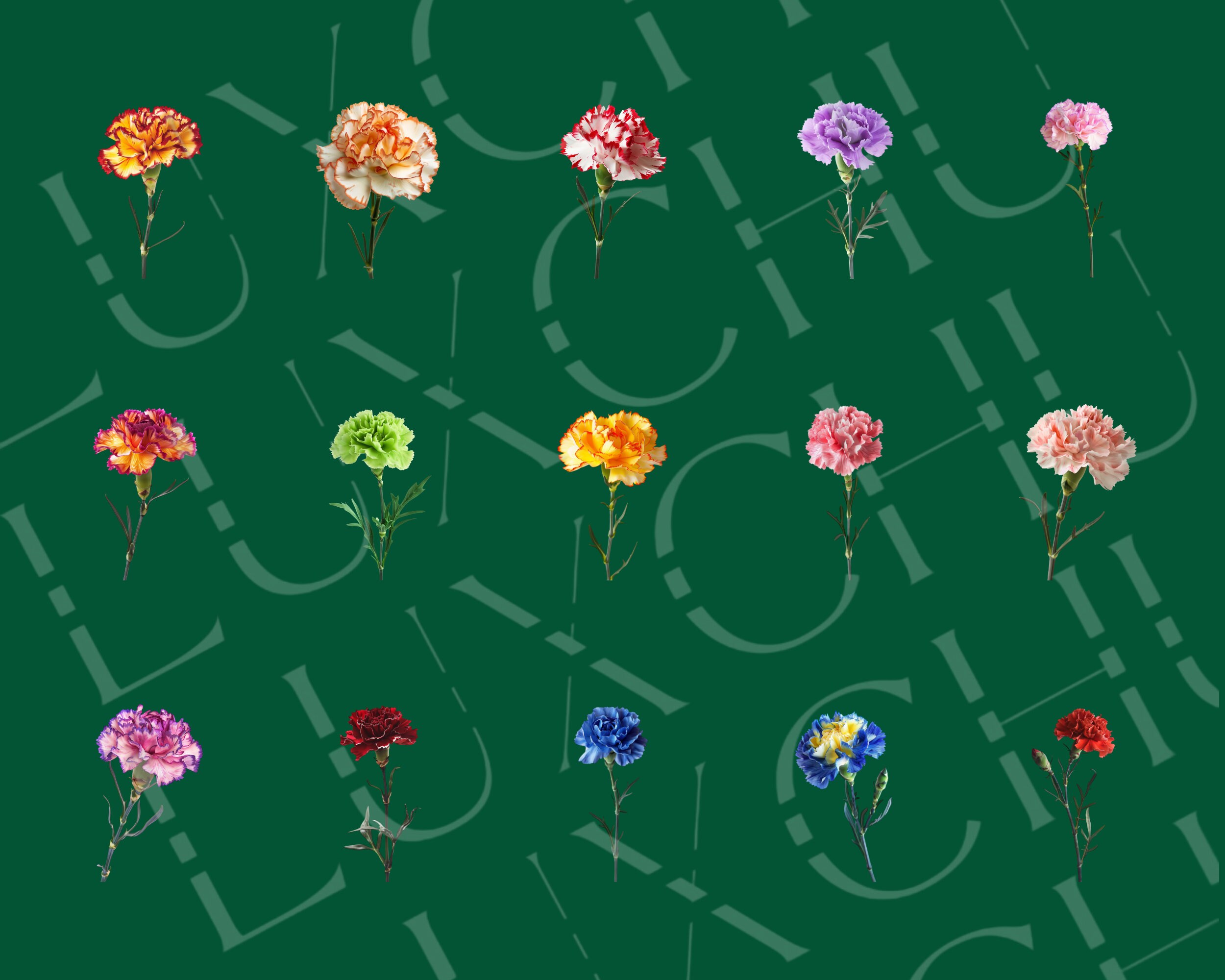 Carnation Flower Clipart: 30 Multicolor Realistic Graphics (digital ...