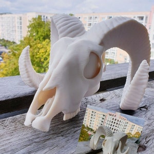 May include: White 3D printed ram skull with large horns. The skull is sitting on a wooden surface.