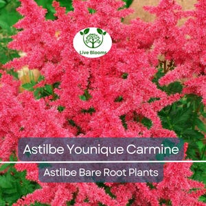 1 Astilbe Younique Carmine – Live Bare Root Shade Plant – Summer Blooms, Deer Resistant, Vibrant Pink-Red Perennial