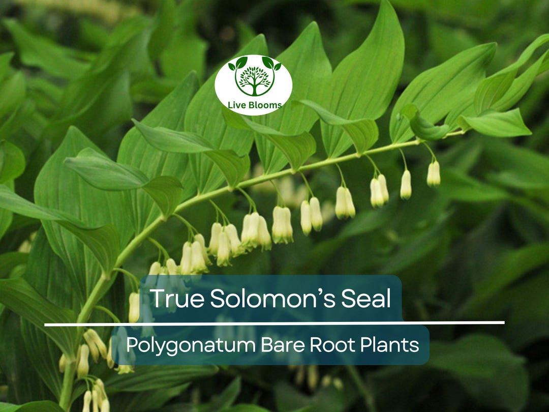 3 True Solomon’s Seal Plants - Bare Root Transplants - Polygonatum ...