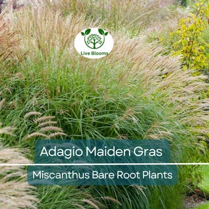 1 Adagio Maiden Grass – 3+ Year Old Semi Bare Root Clump – Ornamental Miscanthus – Drought Hardy – Full Sun – Zones 5–9