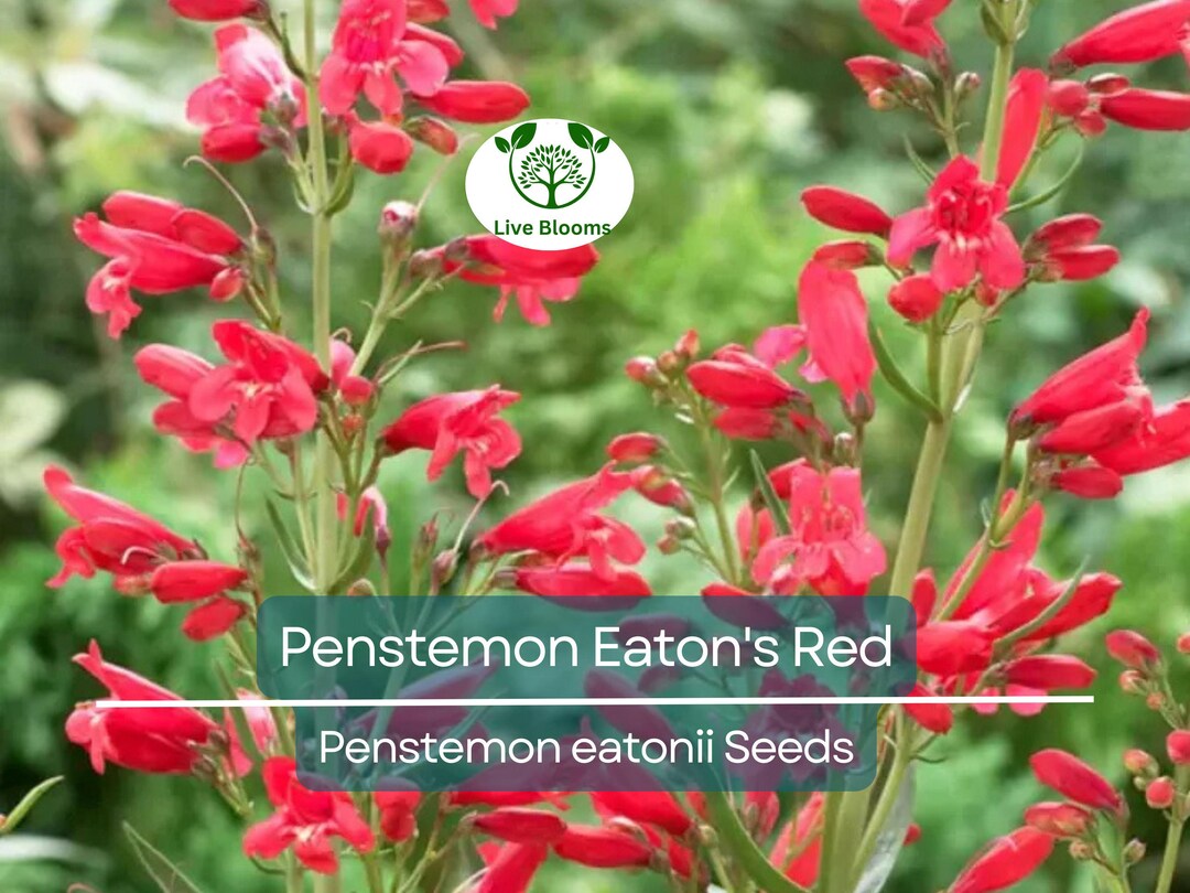 Penstemon Polaris Purple | Bluestone Perennials