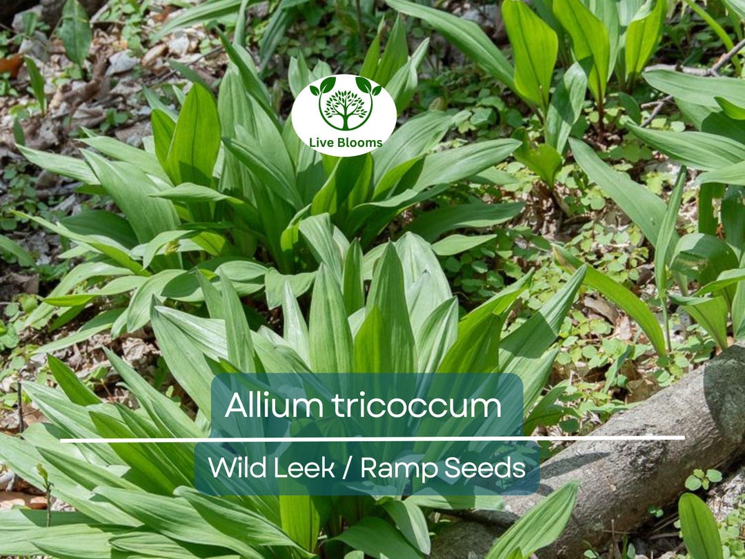 10 Seeds Wild Leek / Ramp Allium Tricoccum – Heirloom, Non-gmo, Hardy ...
