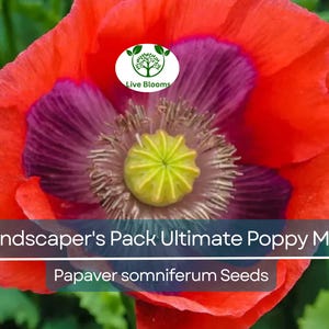 5000 Seeds Landscaper's Pack Ultimate Poppy Mix with Breadseed Papaver Non-GMO, Papaver somniferum, Colorful Garden Flowers