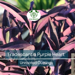 9 Organic Purple Heart Wandering Jew Unrooted Cuttings - Tradescantia pallida, Purple Heart Plant, Easy Propagation, Home Decor Plant
