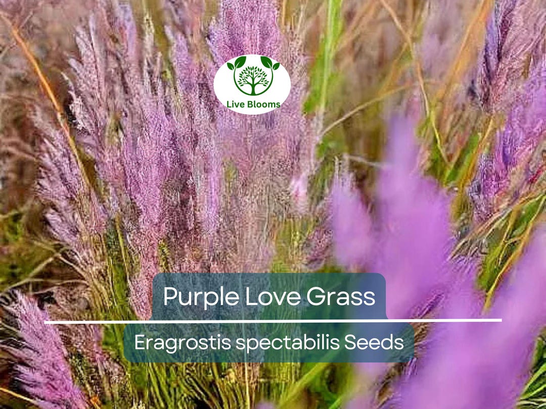 500 Purple Love Grass Seeds (eragrostis Spectabilis) Ornamental