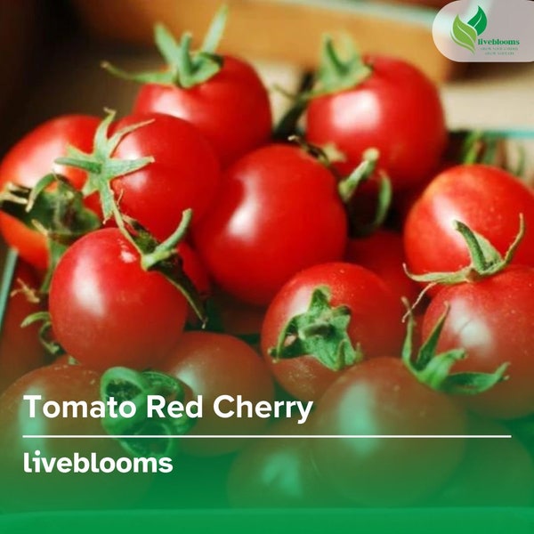 Tomato Red Cherry Seeds - Sweet, Juicy, and Perfect for Your Garden! 100mg Seeds