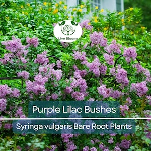 5 Purple Lilac Bushes – Bare Root Shrubs – Fragrant Spring Blooms, Heirloom Flowering Plants for Borders or Hedges