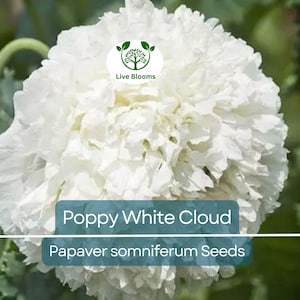 300 Seeds Poppy White Cloud, Peony Double Blooms, Breadseed Poppy, Huge White Blooms, Non-GMO, Papaver somniferum