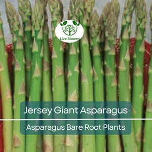 15 Jersey Giant Asparagus – 2 Year Bare Root Crowns – Live Perennial Veg Plants – Early, Heavy Yielding, Cold Hardy Variety