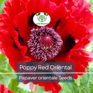 1000 Seeds Poppy Red Oriental Perennial - Scarlet Large Flowers, Non-GMO, Stunning Blooms, Ideal for Gardens Landscapes (Papaver orientale)
