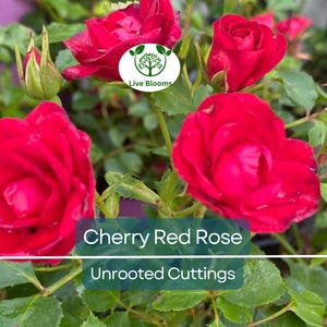 3 Unrooted Cuttings of Cherry Red Color Rose - Easy to Root, 7 Inch, Beautiful Blooms, Garden Roses, Perfect for Propagation, Rosaceae