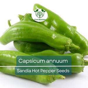 250 mg Sandia Hot Pepper Seeds - Capsicum annuum | New Mexican Heirloom for Planting, Spicy Chili Pepper for Salsas, Cooking, & Home Gardens