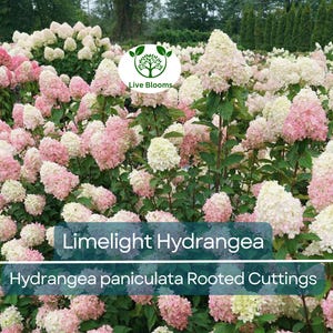 6 Limelight Hydrangea Cuttings – Rooted Live Plants (6–10&quot;) – Hydrangea paniculata – Hardy Shrub with Large Green-White Blooms