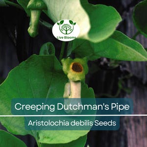 20 Creeping Dutchman&#39;s Pipe Vine Seeds (Aristolochia debilis) Fast Growing Perennial, Butterfly & Hummingbird Friendly