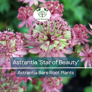 1 Astrantia ‘Star of Beauty’ – Bare Root Plant – Unique Shade Perennial – Summer Blooming Flower for Pollinator & Woodland Gardens